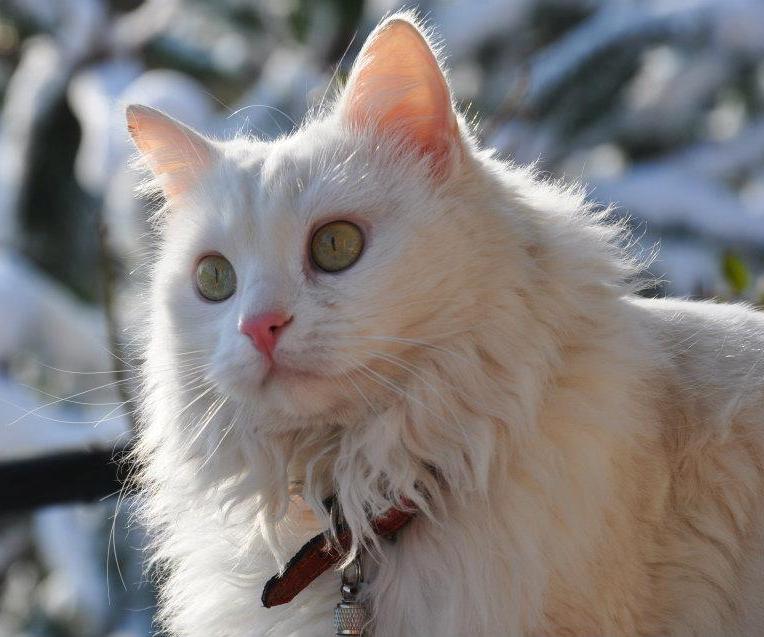 Turkish Angora Cat